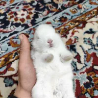 خرگوش کوچیک بازیگوش|موش و خرگوش|تبریز, |دیوار