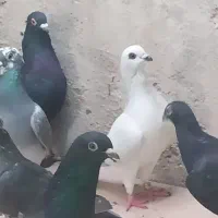 کبوتر فروشی فقط باهم|پرنده|خورموج, |دیوار