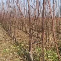 نهال|گل و گیاه طبیعی|نیشابور, مازول|دیوار