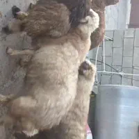 بره گوسفند