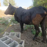 گاو وگوساله نر چالوسی ورزا کوله