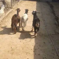 کهره ماده