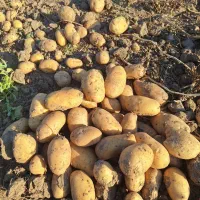 سیب‌زمینی‌فروشی