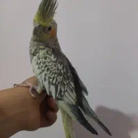 عروس هلندی|پرنده|مشهد, سجادیه|دیوار