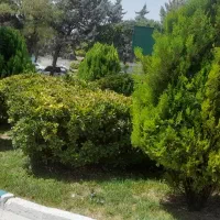 باغبانی|خدمات باغبانی و درختکاری|کرمانشاه, |دیوار