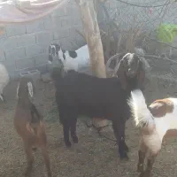 بز سه قلوزا