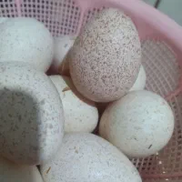 تخم بوقلمو|حیوانات مزرعه|آبادان, |دیوار