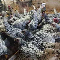 مولدوتخم مرغ سبرایت