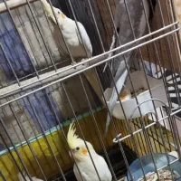 عروس هلندی تخم گذار