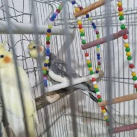 یک جفت عروس هلندی مولد همراه با سه جوجه..