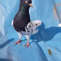 کله سیاه و کله سار لیمویی خالدار
