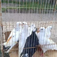 کبوتر پرشی|پرنده|لنگرود, |دیوار