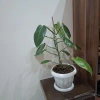 گل طبیعی شاداب وسرحال زیبا
