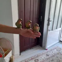 جوجه کوتوله فوق دستی