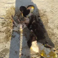 شاه بز پاکستانی چهارقلوزا