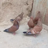 فروش ۵ عدد کله ای