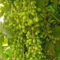 غوره تازه 65000