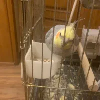 عروس هلندی فروشی