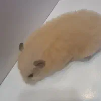 همستر سالم وشیطون