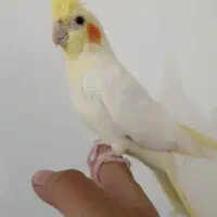 معاوضه عروس هلندی سخنگوباتخت وبخاری