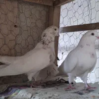 کفتر