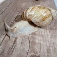 حلزون achatina|خزنده|اصفهان, بهارستان|دیوار