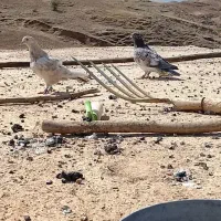 کبوتر|پرنده|اندیکا, |دیوار