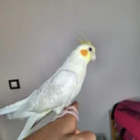 عروس هلندی 8 ماه|پرنده|فردیس, شهرک ناز|دیوار