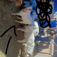 مجسمه بزغاله نر پاکستانی