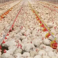 تجهیزات مرغداری