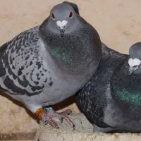کبوتر پرشی نر و ماده