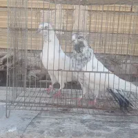 یه‌جفت‌کفترساعت‌بالا‌و‌میل‌باز