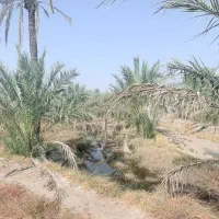 نخل|فروش دفتر صنعتی، کشاورزی، تجاری|سعدآباد, |دیوار