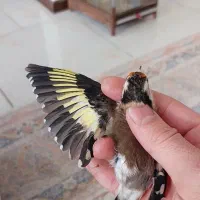 سهره ماده جوجه قفس