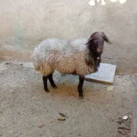 گوسفند نریک ساله