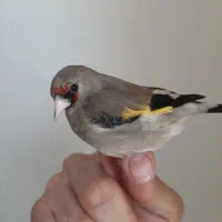 دو عدد ماده سهره مست و آماده