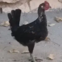 جوجه خروس بومی  بکشا  5عدد