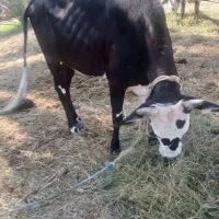 گاو ماده چاق هشتاد ملیون قیمت