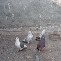 تعدادی کبوتر پرشی بفروش میرسد|پرنده|نقده, |دیوار