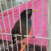 مرغ مینا|پرنده|گلبهار, شهر جدید گلبهار|دیوار