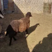 فروش بره قوچ همو