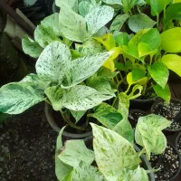 گل سینره و ... به فروش میرسد|گل و گیاه طبیعی|تالش, هشتپر|دیوار