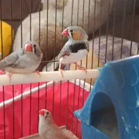 تعدادی پرنده...|پرنده|شیراز, وصال|دیوار