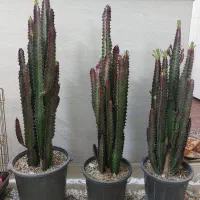 کاکتوس افوربیا قرمز پر شاخه درجه ۱