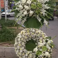 گلکده لنالند|گل و گیاه طبیعی|قائمشهر, |دیوار