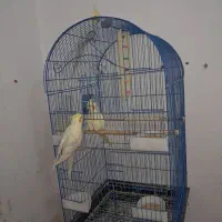 عروس هلندی جفت مولد