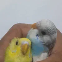 مرغ عشق سالم و کم سن