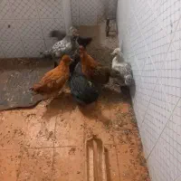 جوجه مرغ لری