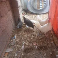 و مرغ محلی تخمی