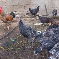 بوقلمون 5ماه